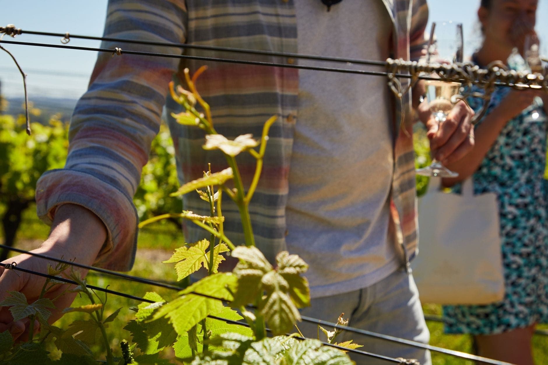Visitors walking a vineyard between rows of grapevines, the Swan Valley wine tours Maxi Cab Perth runs for groups